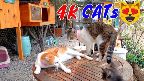 Funny Cats And Kittens Life 4K Quality Video | Viral Cat
