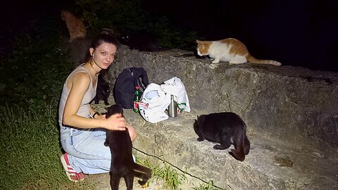 Hungry Stray Cats Meet the Food Lady at Midnight - Feeding Stray Cats