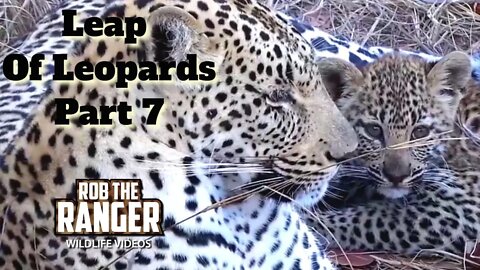 Leap Of Leopards: Mother And Cubs (7): Relaxing Near A Meal