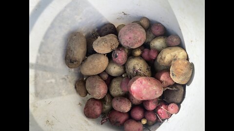 Potato Harvest 6/25/22