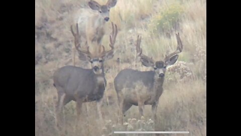 Big Velvet Mule Deer Bucks - Public Land Hunting - Marksman’s Creed