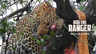Leopard "Figlet" With A Gazelle Meal | Maasai Mara Safari | Zebra Plains