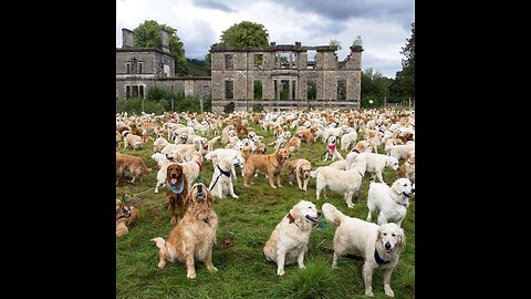 Welpen, a group of Golden Retrievers