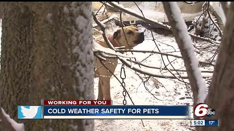 Keeping your pet safe and warm when the temperatures drop