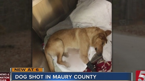 Dog's Leg Amputated After Being Shot