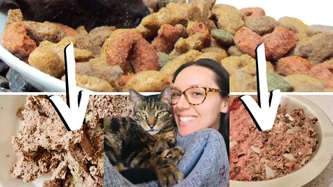 Get your picky cat from kibble to wet or raw