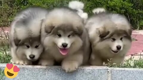 Baby Alaskan Malamute Cutiest and Funniest Moments New Compilation - Try Not To Laugh