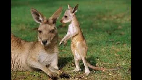 Baby Kangaroos