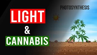 The importance of Light when growing Cannabis!