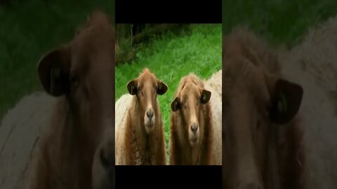 brown sheep