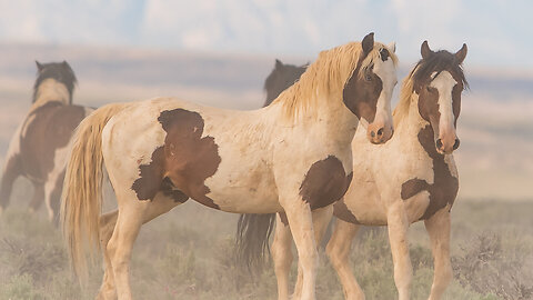 Wild Horses of Wyoming Episode 17 of Wild Wonders of America by Karen King