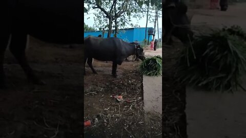 Buffalo digesting grass,#shorts,#buffalo,#buffalochewing,#buffalovideo,#animal,#animallover,#viral