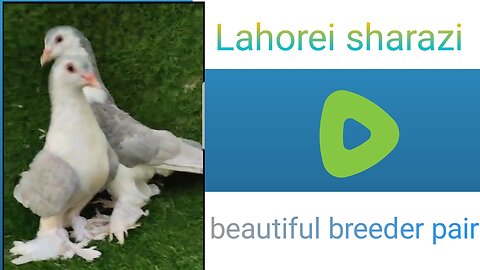 Lahori sharazi beautiful breeder pair