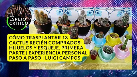 Cómo trasplantar 18 cactus. Mi experiencia personal paso a paso | Luigi Campos
