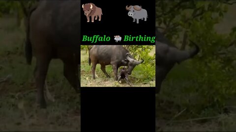 Buffalo 🐃 Birthing #shorts #youtubeshorts