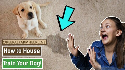 How to house train your dog | Potty train a dog | Puppy training