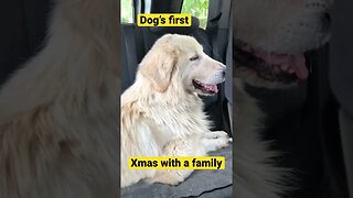 Maremma sheep dog travels to her new home from the pound in time for Christmas 🎄