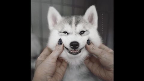 Funny and cute Husky Puppies - Try Not To Laugh!