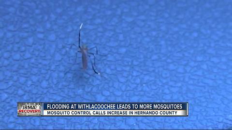 Withlacoochee flood water causes mosquito explosion