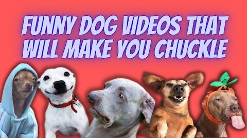 Funny Dog videos that will make you chuckle
