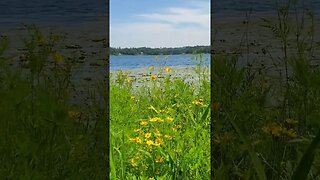 Shallow Lake, but the flowers! #shorts