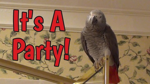 African Grey Parrot knows how to party