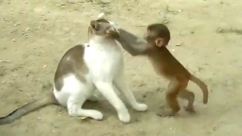 Funny Monkey - funny monkey videos