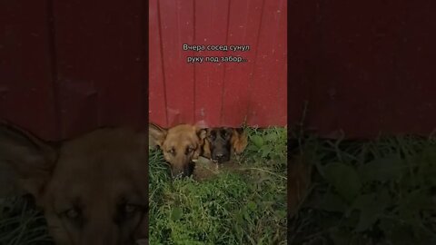 #shorts Смешные Собаки Из Тик Тока 212 Funny Dogs From Tiktok