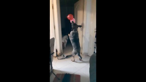 my dog playing