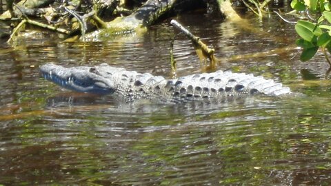 Everglades National Park backcountry tour at Flamingo Marina.