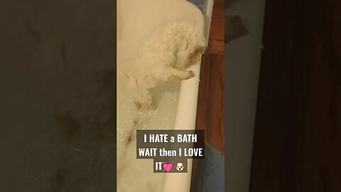 I always HATE a bath🐶WAIT when I'm done I LOVE it#dogs