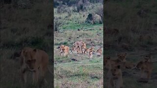Lots Of Lion Cubs #shorts | #ShortsAfrica | #Septdailyshorts