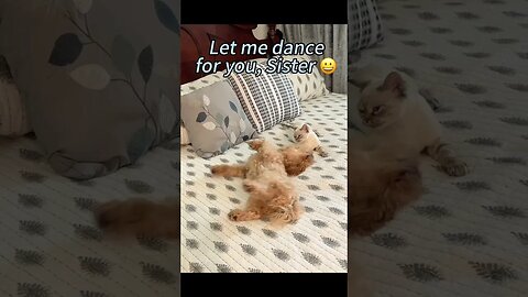 Funny dog talking/ Cut pet / let me dance for you, sister