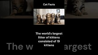 Cat Facts #shorts #youtubeshorts #cat #facts #Humor