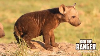 Sweet Spotted Hyena Cubs At A Den | Maasai Mara Safari | Zebra Plains