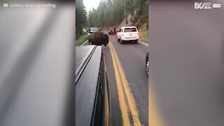 Bisonte gigante causa il caos in una strada degli USA