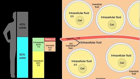 Body fluid compartments