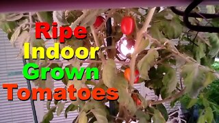 No. 644 – We Have Ripe Tomatoes Grown Indoors