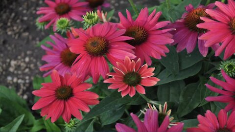 CSU names top new perennials in Colorado