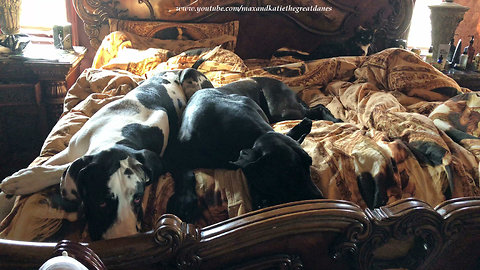 Lazy Great Dane Puppy and Cat Don't Want To Get Out Of Bed