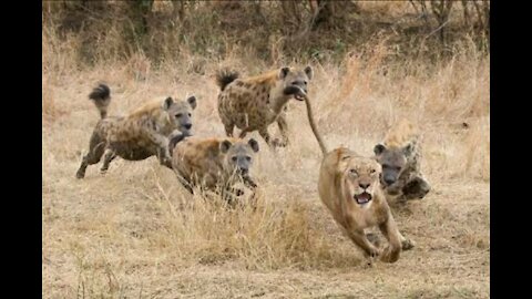 Hyenas Scared of A Lioness