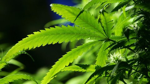 Missouri Legalizes Medical Marijuana