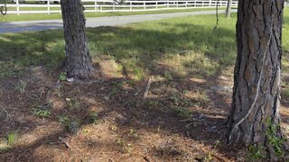 Savage FL Rattle Snake eating a squirrel.