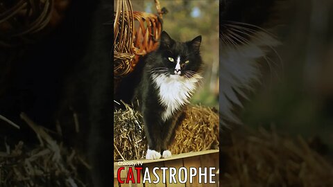 😼 #CATASTROPHE - Graceful Observer: The Curious Cat on the Haystack 🐈