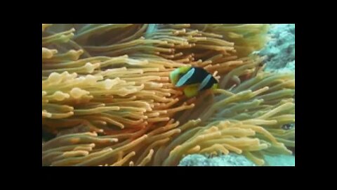 GREAT SEA LIFE FOOTAGE.# SEA VIDEO # UNDERWATER # FISH LIFE# 30 MINUTES VIDEO #city