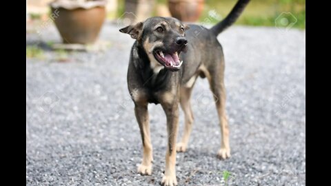 DOG IN THE RODE FOR KIDS -BISHWAS NEPAL