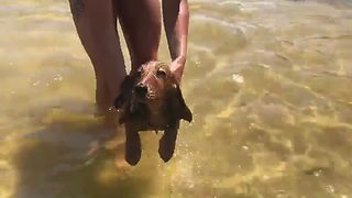 Mini Dachshund air-swims when held above water