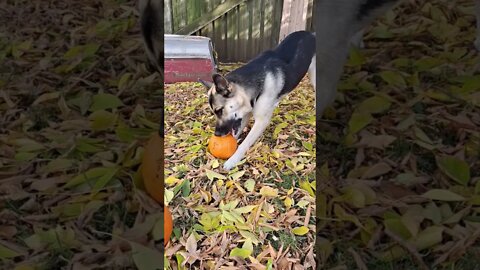 Maple Getting Ready To Eat A Pumpkin #shorts #doggo #shepsky