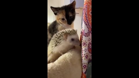 Kitten Meets New Pet Hedgehog For The Very First Time