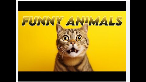 Funny Cats Video 😀 Compilation 😀 😹